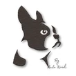 Boston Terrier